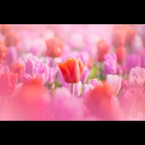 Meet your Posher, Holly